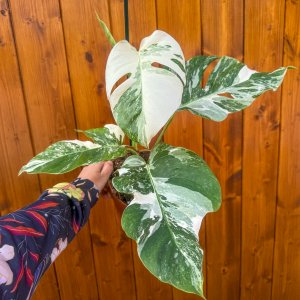 Monstera skvelá (Monstera deliciosa) ´ALBO VARIEGATA´ - výška 30-40 cm, kont. C3L